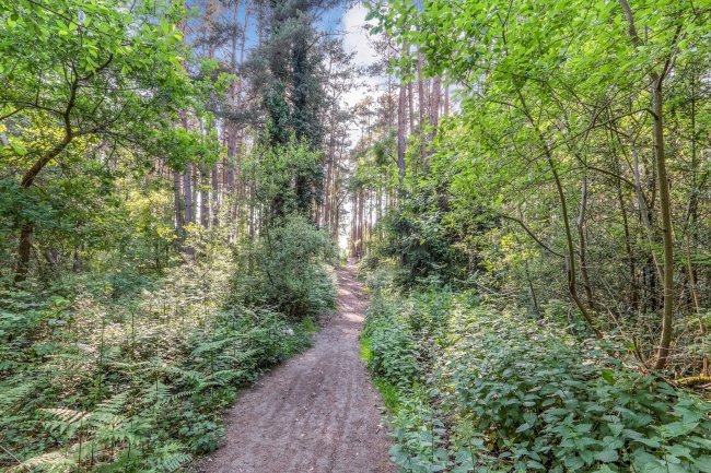 Land on the east side of Tilford Road, Rushmoor, Hindhead, GU10 2EP 2