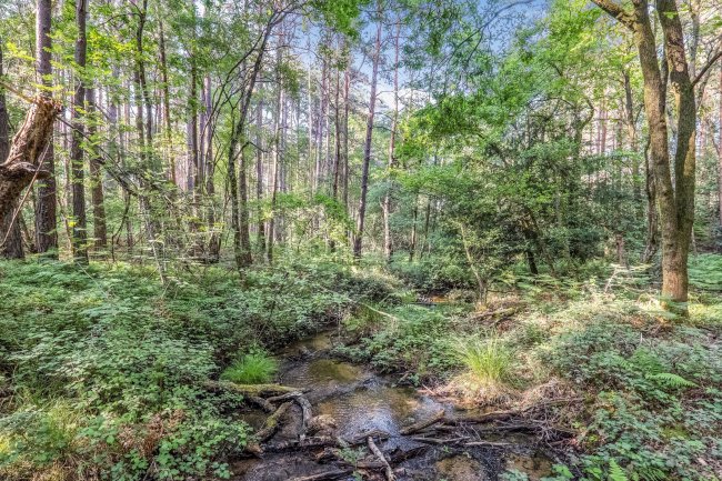 Land on the east side of Tilford Road, Rushmoor, Hindhead, GU10 2EP 2