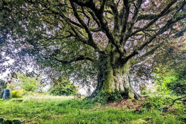 Weston House, Haye Road, Callington PL17 7JJ 4