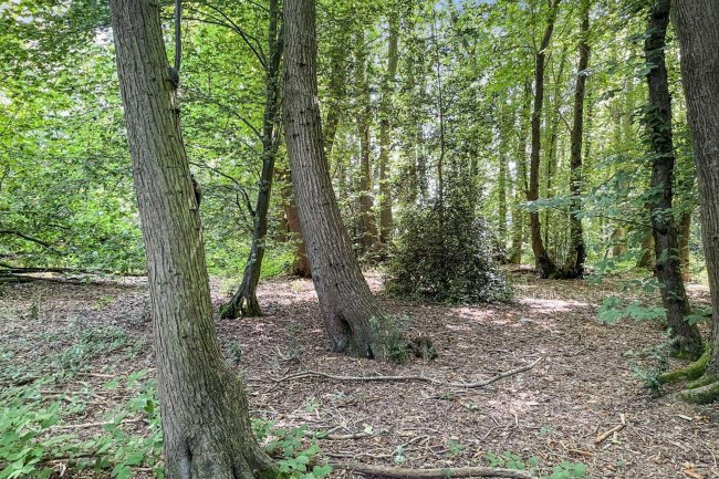 Land lying to the North East of Normans Lane, Welwyn (known as The Basil Leakey Reserve) 9
