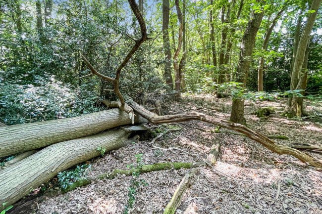 Land lying to the North East of Normans Lane, Welwyn (known as The Basil Leakey Reserve) 9