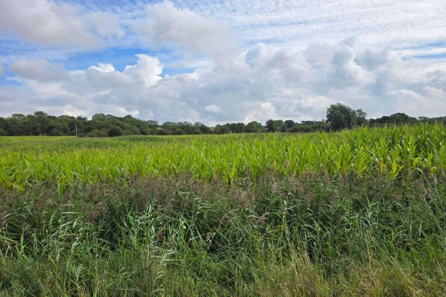 Land at Sutton, Ely, Cambridgeshire CB6 2BB 5