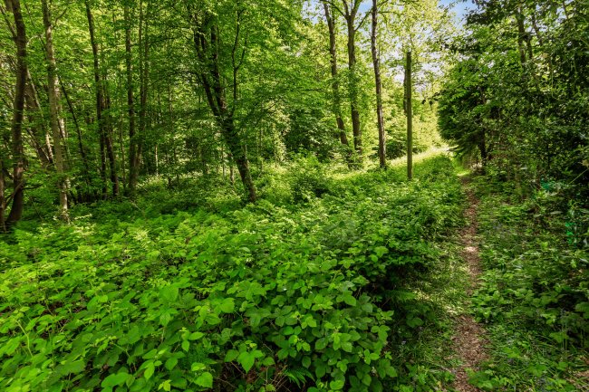 Hopewell, Chapel Woods, Charing, Ashford, Kent, TN27 0NP 7