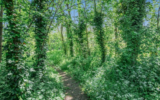 Pembridge House, Salisbury Road, Fordingbridge, Hampshire, SP6 1QT 6