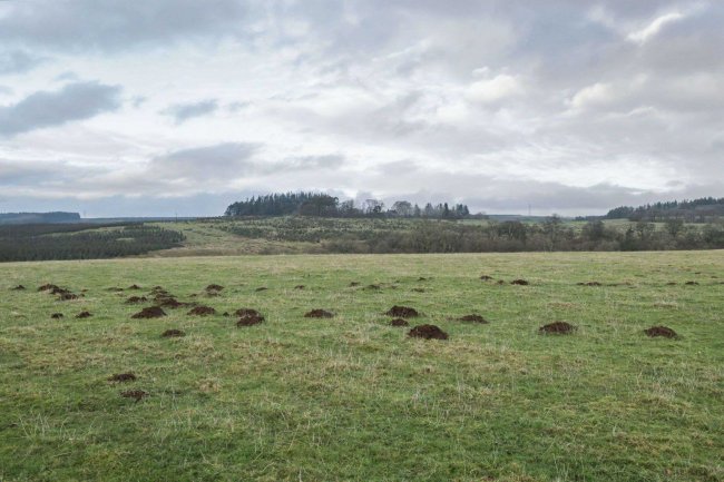 Highstead Ash, West Hall, Brampton, Cumberland, CA8 2ES 8