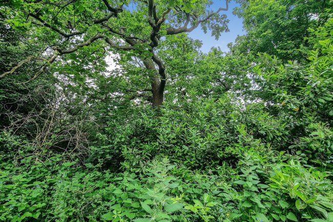 Land Rear of 14 Highland Road, Bromley, Kent BR1 4AD 4