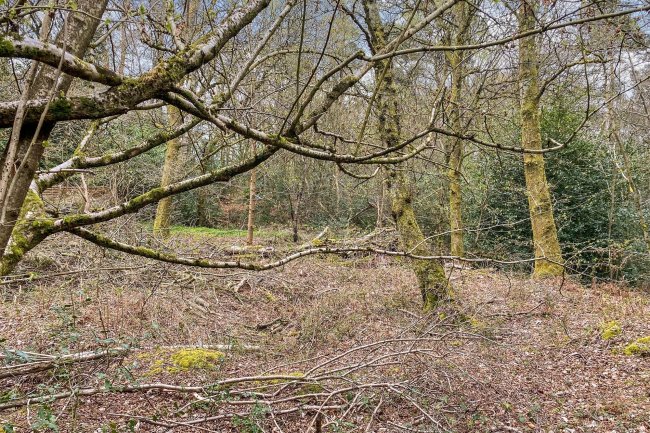 Land on Old Park Lane, Farnham, Surrey GU10 5AA 6