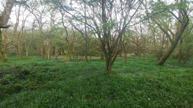 Land on the east side of Stanstead Road, Caterham, Surrey CR3 6AJ
 6